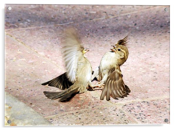 Sparrow Spat Acrylic by Jacqueline Burrell