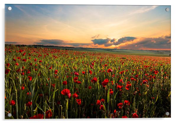 Poppy Fields Acrylic by Ian Hufton