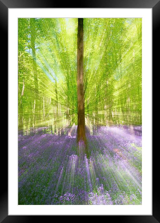 Abstract image of Bluebell Woods Framed Mounted Print by Val Saxby LRPS