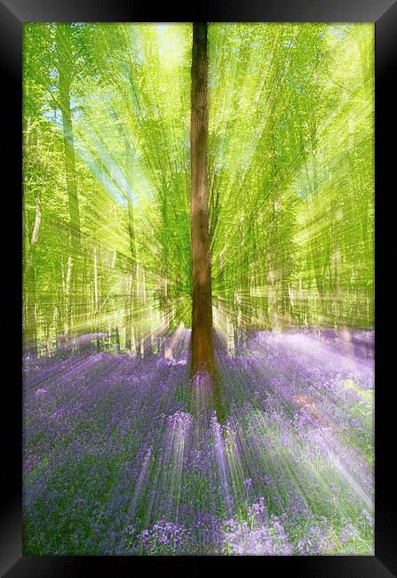 Abstract image of Bluebell Woods Framed Print by Val Saxby LRPS