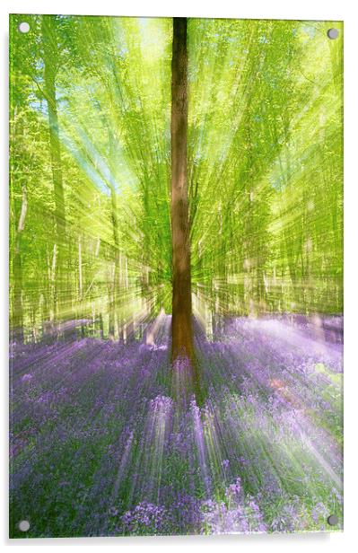 Abstract image of Bluebell Woods Acrylic by Val Saxby LRPS