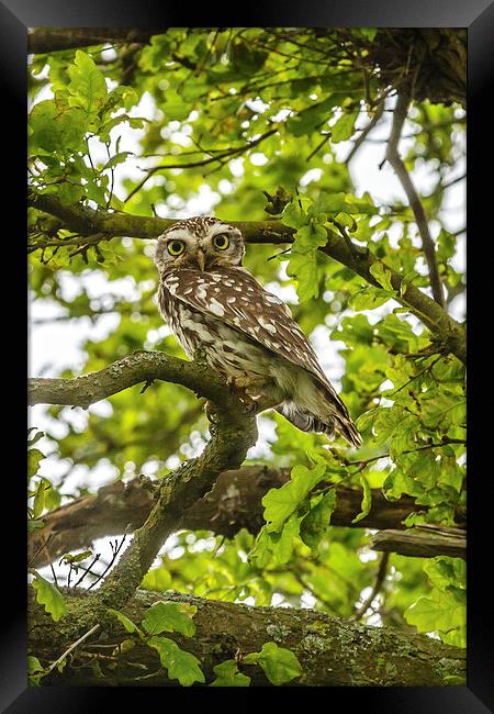 Staring Little Owl Framed Print by David Knowles
