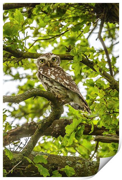 Staring Little Owl Print by David Knowles