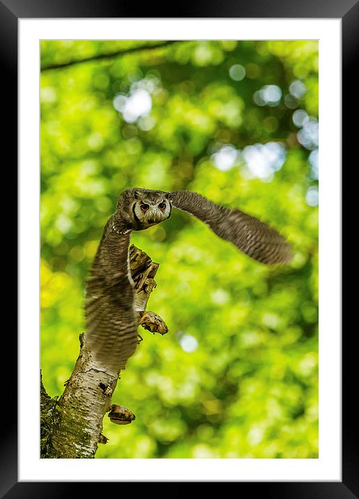 Southern White faced Owl Framed Mounted Print by David Knowles
