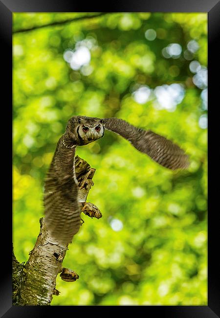 Southern White faced Owl Framed Print by David Knowles