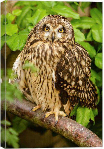 Short eared owl Canvas Print by David Knowles