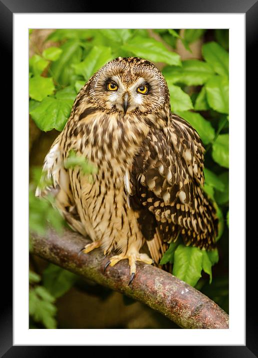 Short eared owl Framed Mounted Print by David Knowles