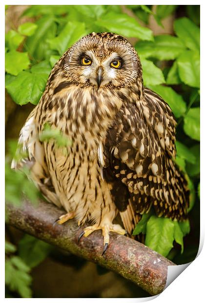 Short eared owl Print by David Knowles