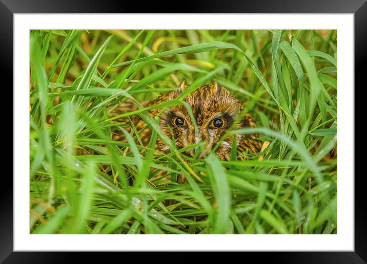 Short eared Owl hiding in grass Framed Mounted Print by David Knowles