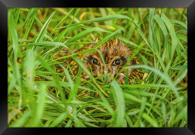 Short eared Owl hiding in grass Framed Print by David Knowles