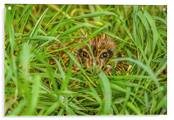 Short eared Owl hiding in grass Acrylic by David Knowles