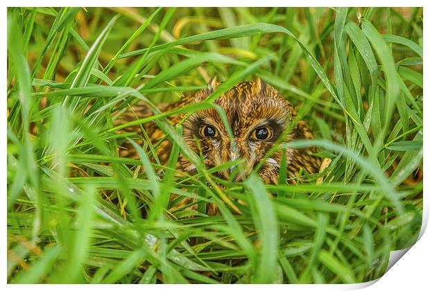 Short eared Owl hiding in grass Print by David Knowles