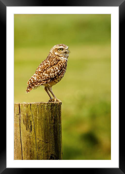 Burrowing owl on post Framed Mounted Print by David Knowles