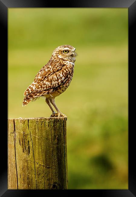 Burrowing owl on post Framed Print by David Knowles