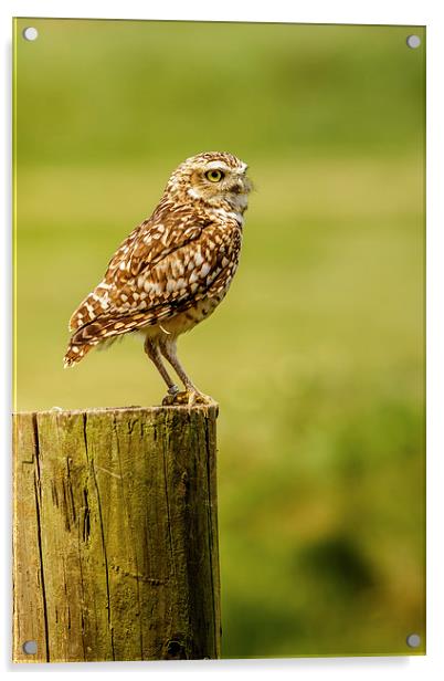 Burrowing owl on post Acrylic by David Knowles