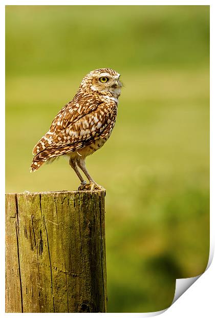 Burrowing owl on post Print by David Knowles