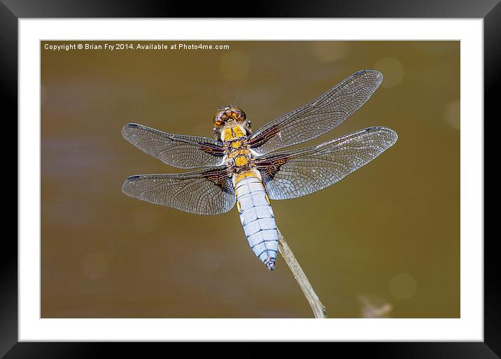 Broad bodied chaser dragonfly Framed Mounted Print by Brian Fry