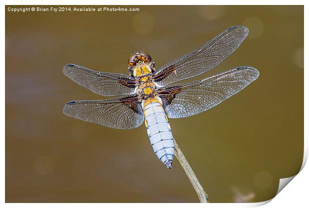 Broad bodied chaser dragonfly Print by Brian Fry