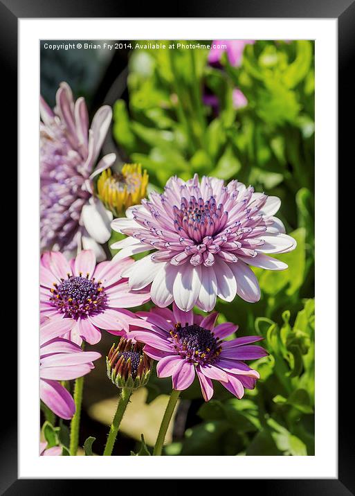 Double Osteospermum flower Framed Mounted Print by Brian Fry