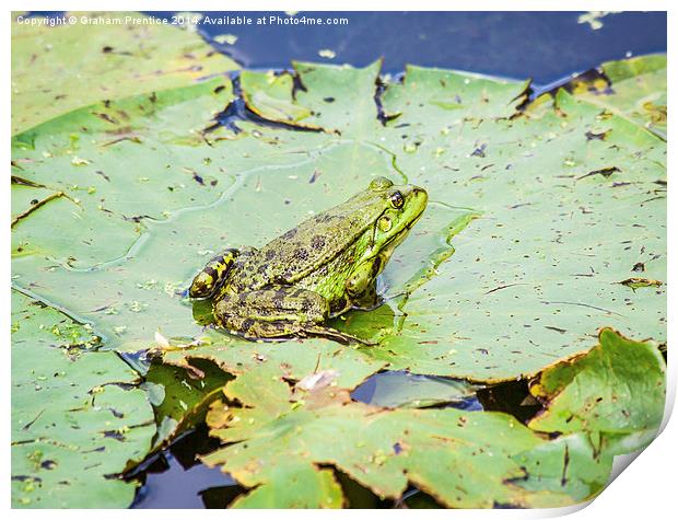 The Frog Prince Print by Graham Prentice