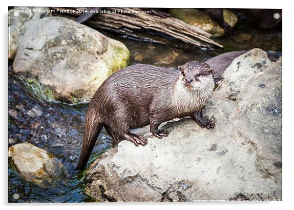 Otter Posing On Rock Acrylic by Graham Prentice