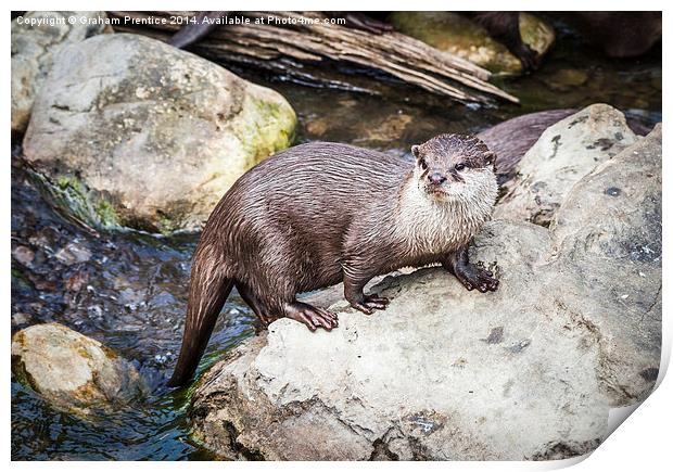 Otter Posing On Rock Print by Graham Prentice