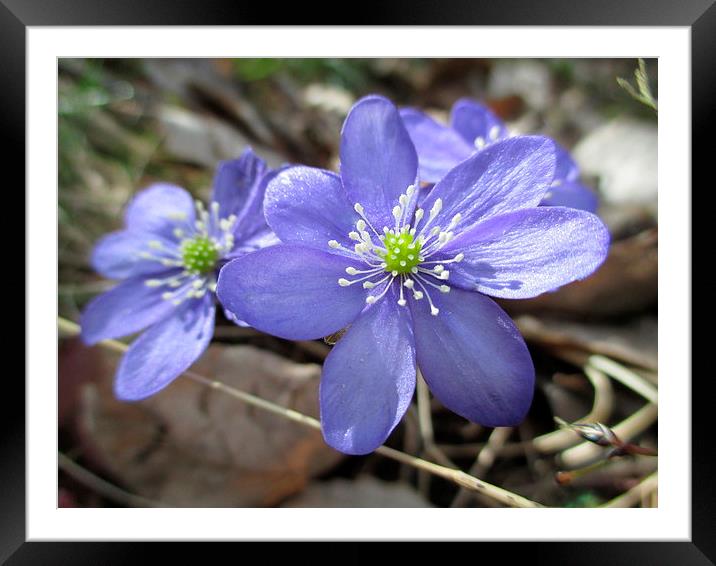 Blue Wood Anenomes Framed Mounted Print by Martin Howard