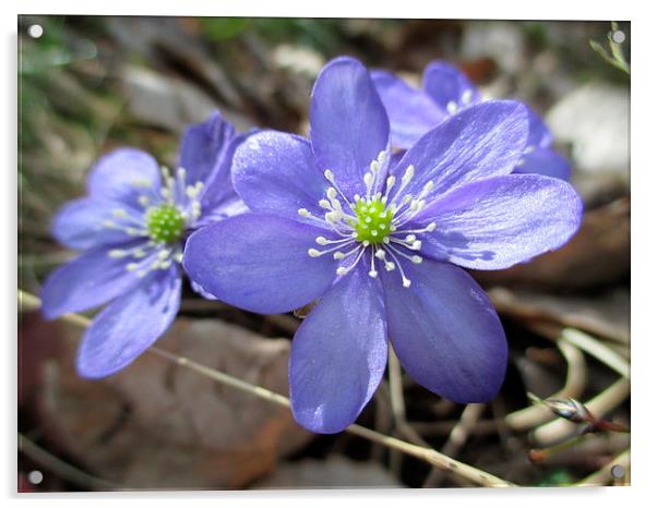 Blue Wood Anenomes Acrylic by Martin Howard