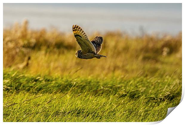 Hunting Short eared Owl Print by David Knowles