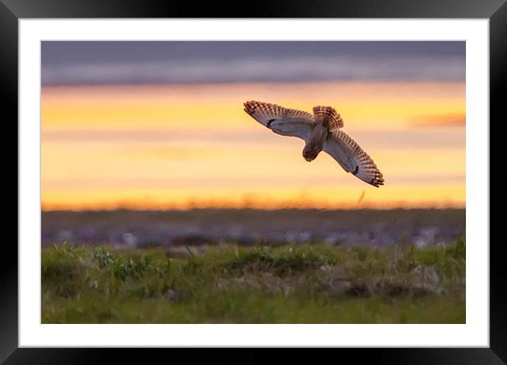 Short eared owl Sunset Framed Mounted Print by David Knowles