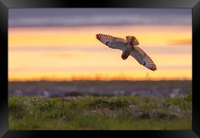 Short eared owl Sunset Framed Print by David Knowles