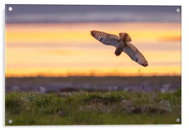 Short eared owl Sunset Acrylic by David Knowles