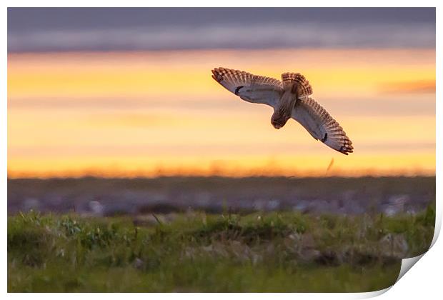 Short eared owl Sunset Print by David Knowles