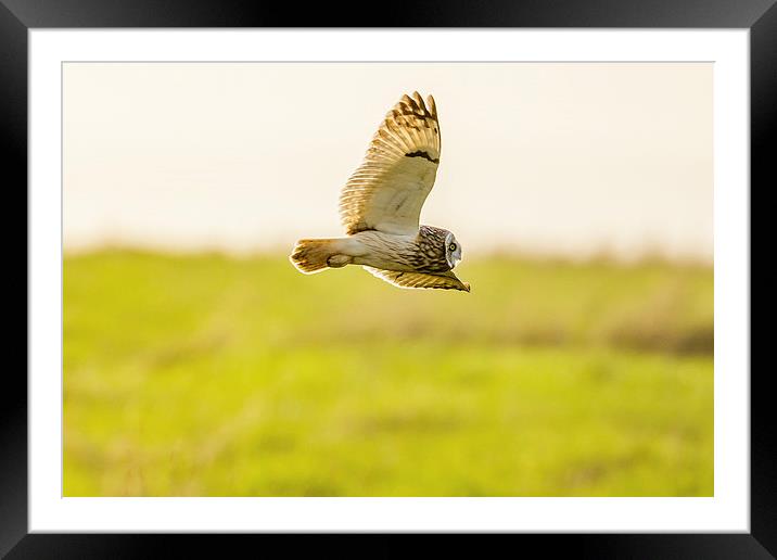 Short eared owl food shopping! Framed Mounted Print by David Knowles