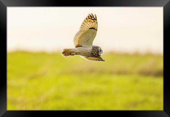 Short eared owl food shopping! Framed Print by David Knowles