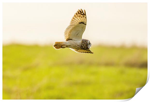 Short eared owl food shopping! Print by David Knowles