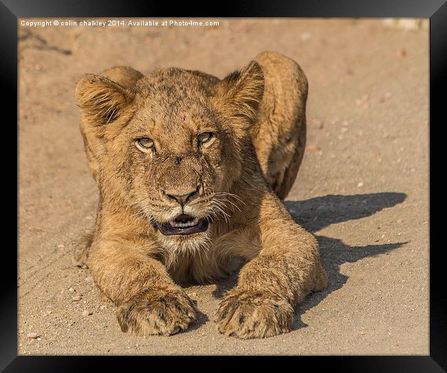 Lion Cub in Kruger National Park Framed Print by colin chalkley