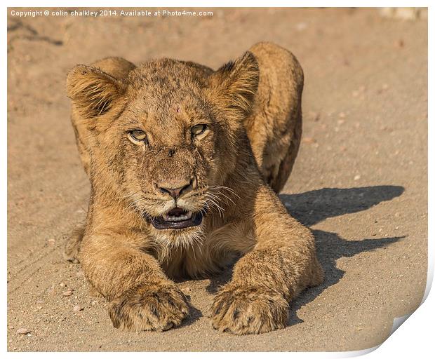 Lion Cub in Kruger National Park Print by colin chalkley
