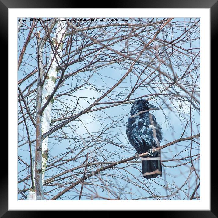Raven (Corvus Corax) Framed Mounted Print by Tylie Duff Photo Art