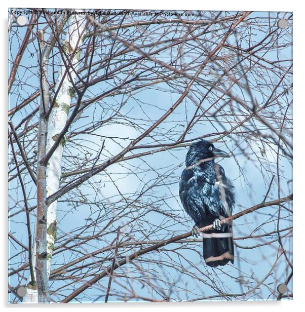 Raven (Corvus Corax) Acrylic by Tylie Duff Photo Art