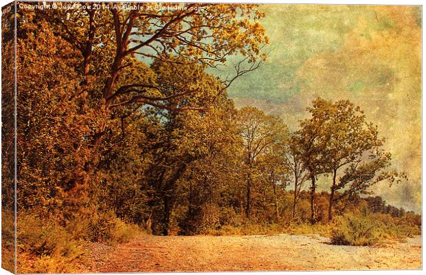 Holt Country Park 13 Canvas Print by Julie Coe