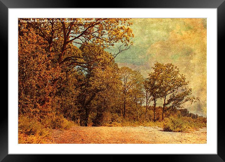 Holt Country Park 13 Framed Mounted Print by Julie Coe