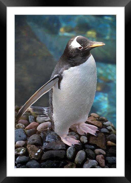 Gentoo Penguin Framed Mounted Print by Linda More
