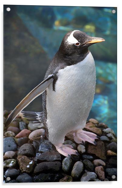Gentoo Penguin Acrylic by Linda More