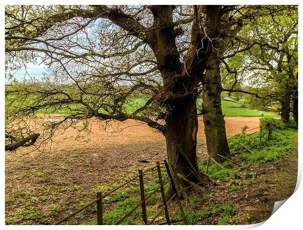 Edge of field outside Henfield, West Sussex, Engla Print by Peter McCormack