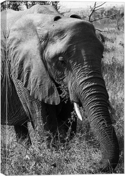 African Elephant in Mono Canvas Print by colin chalkley