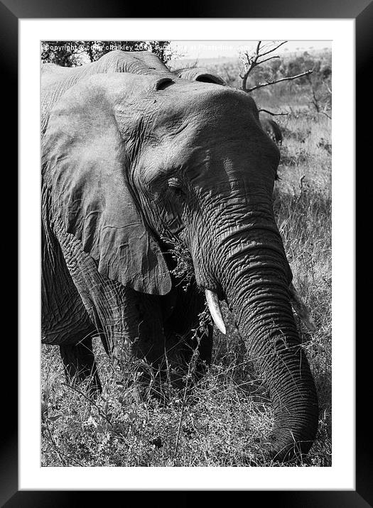 African Elephant in Mono Framed Mounted Print by colin chalkley