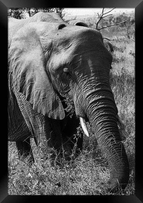 African Elephant in Mono Framed Print by colin chalkley