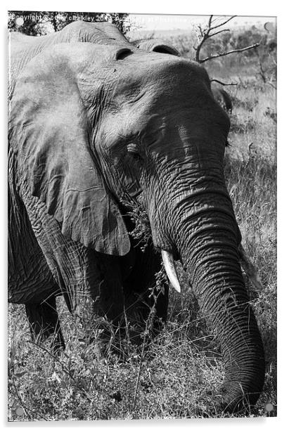 African Elephant in Mono Acrylic by colin chalkley