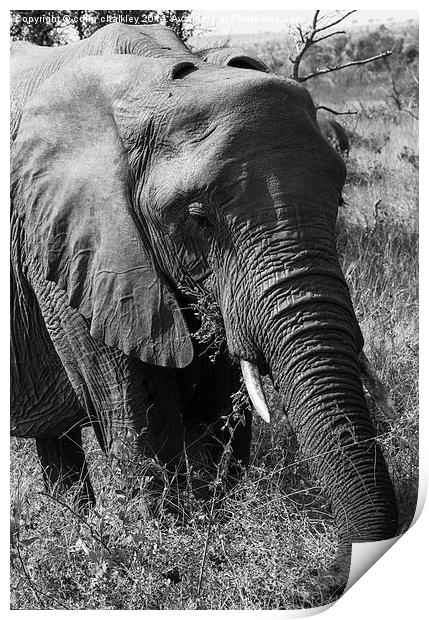 African Elephant in Mono Print by colin chalkley